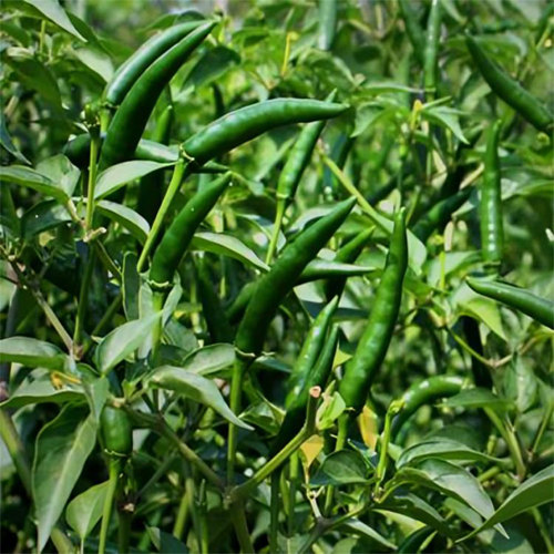 Green Chilly - Cultivation Type: Organic