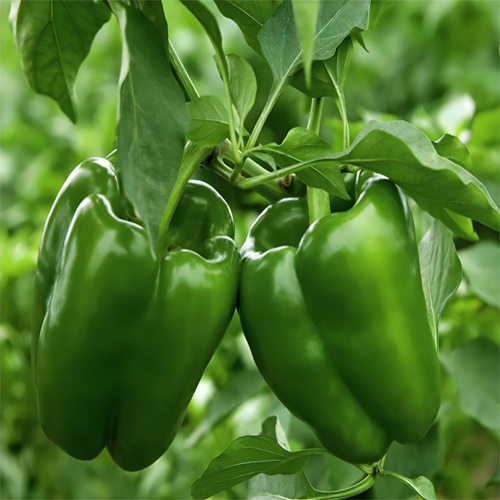 Green Capsicum - Cultivation Type: Organic
