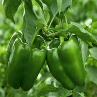 Green Capsicum