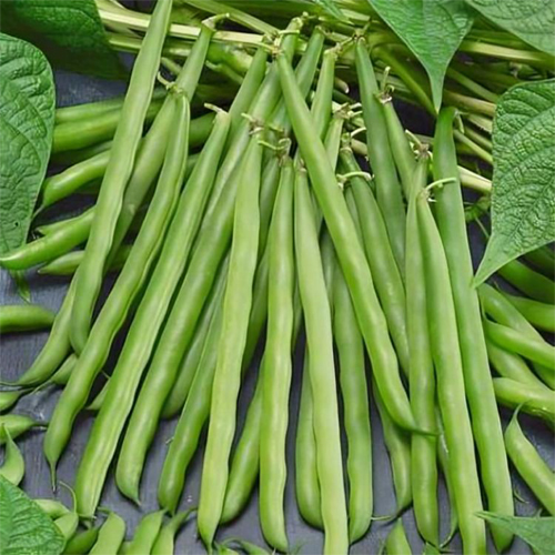 Beans Seed - Cultivation Type: Organic