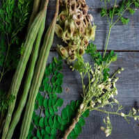 Fresh Moringa - Cultivation Type: Organic