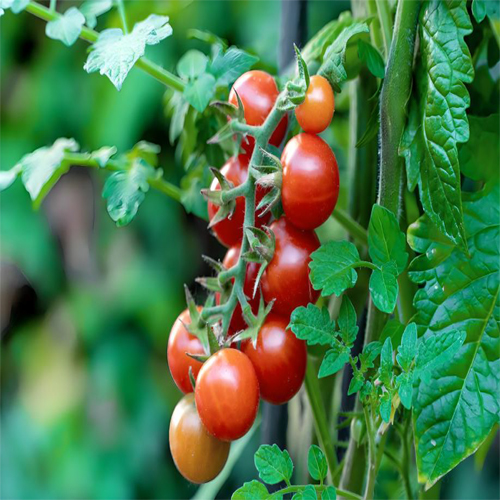 Red Tomato - Cultivation Type: Organic