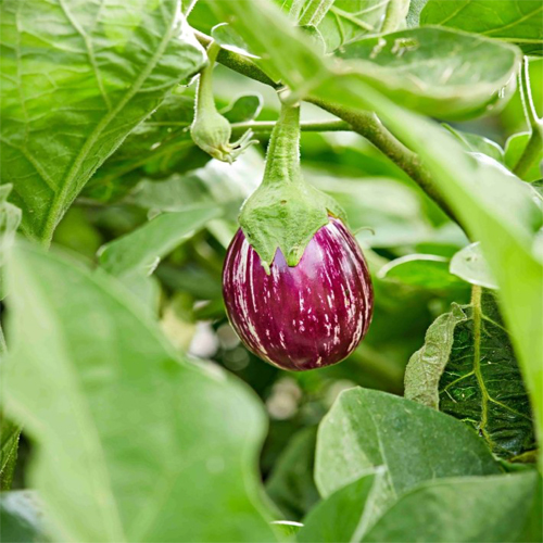 Fresh Brinjal - Cultivation Type: Organic