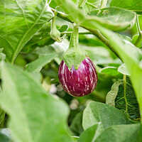 Fresh Brinjal