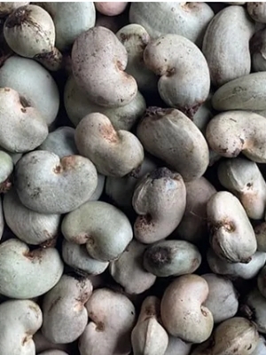 Raw cashew nuts