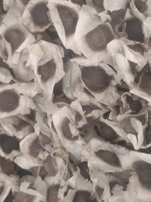 Moringa seeds