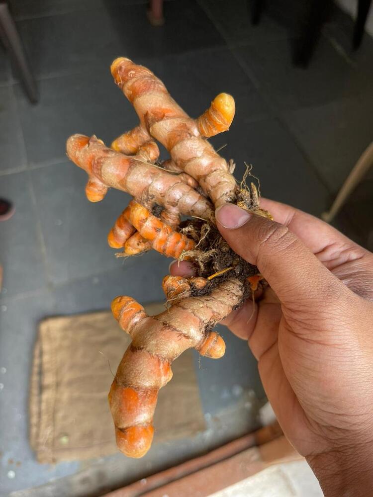 Turmeric Finger - Color: Natural