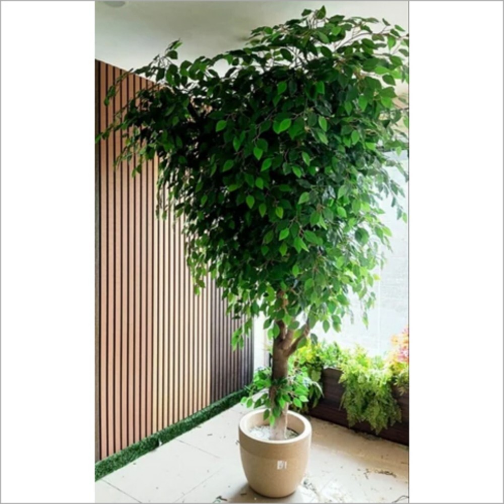 Green Ficus Tree - Color: All
