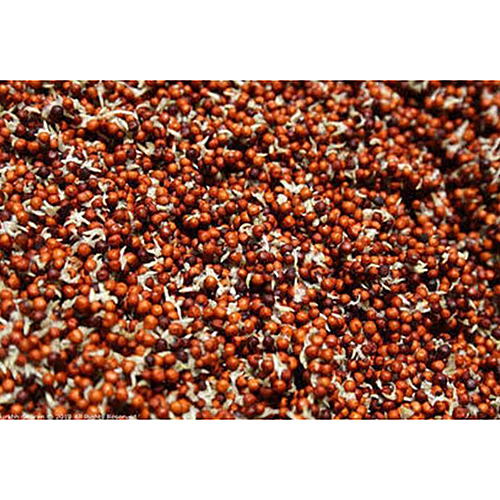 Organic Health Mix Sprouts And Micro Greens