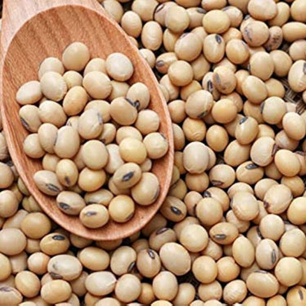 Organic Soybean Seeds - Cultivation Type: Common