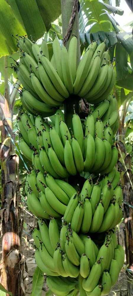 Green Banana - Cultivation Type: Organic
