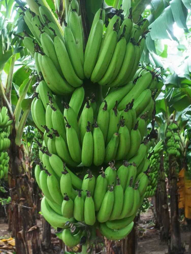 Unripe Banana - Color: Green