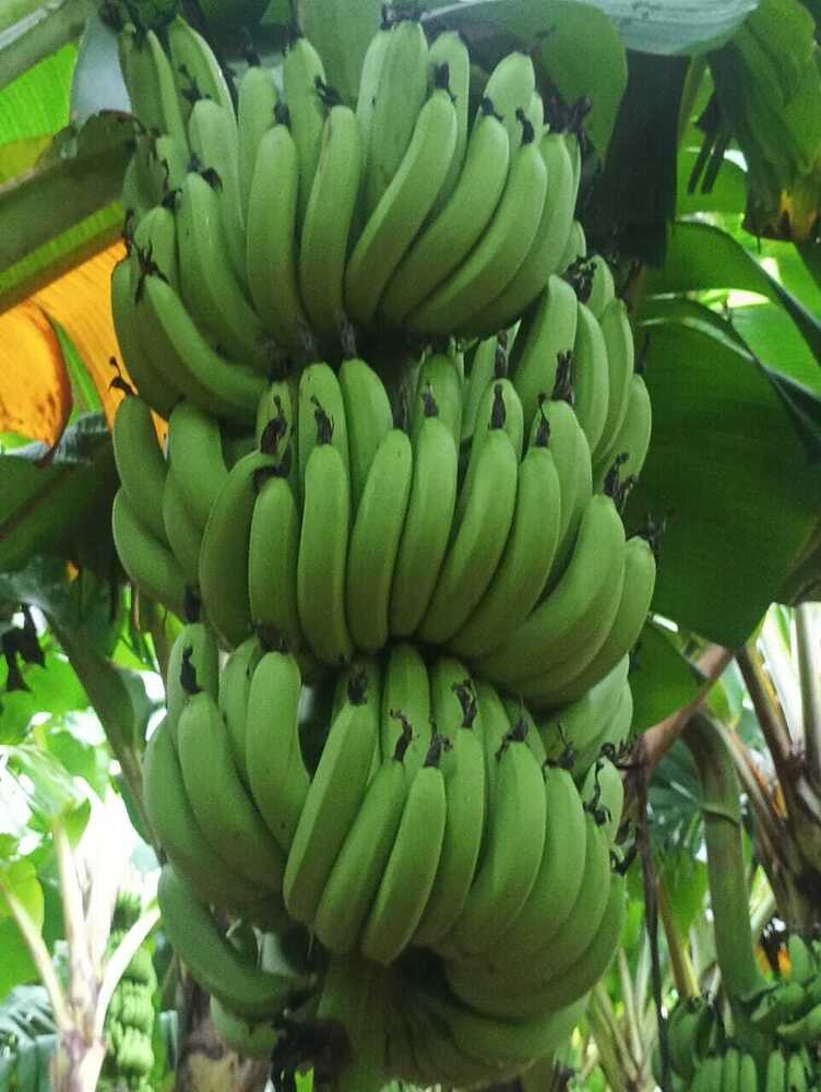 Raw Banana - Color: Green