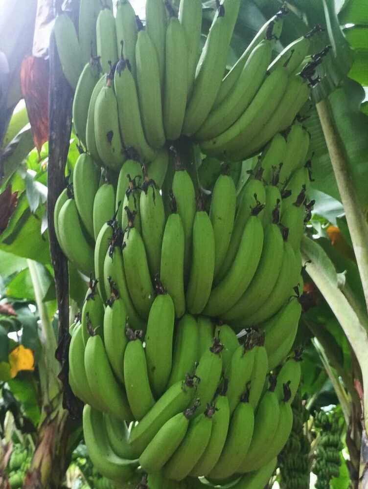 Green Banana//Raw Banna - Cultivation Type: Organic