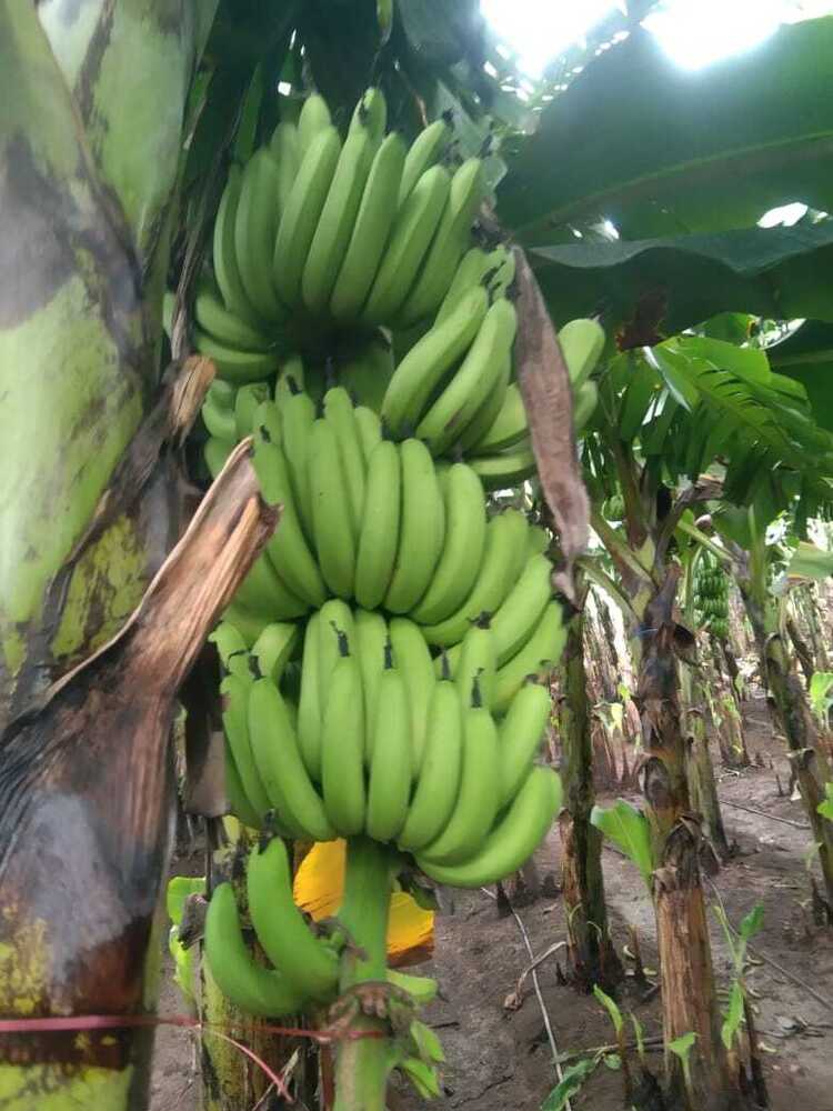 Raw Banana - Color: Green