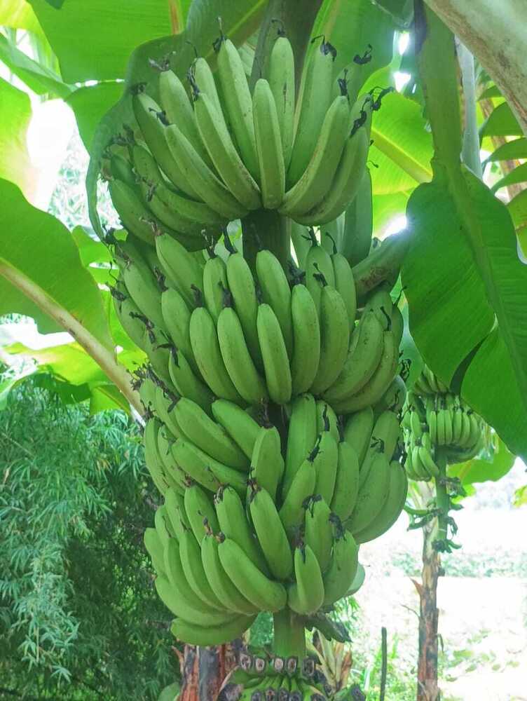 Starchy Banana - Color: Green