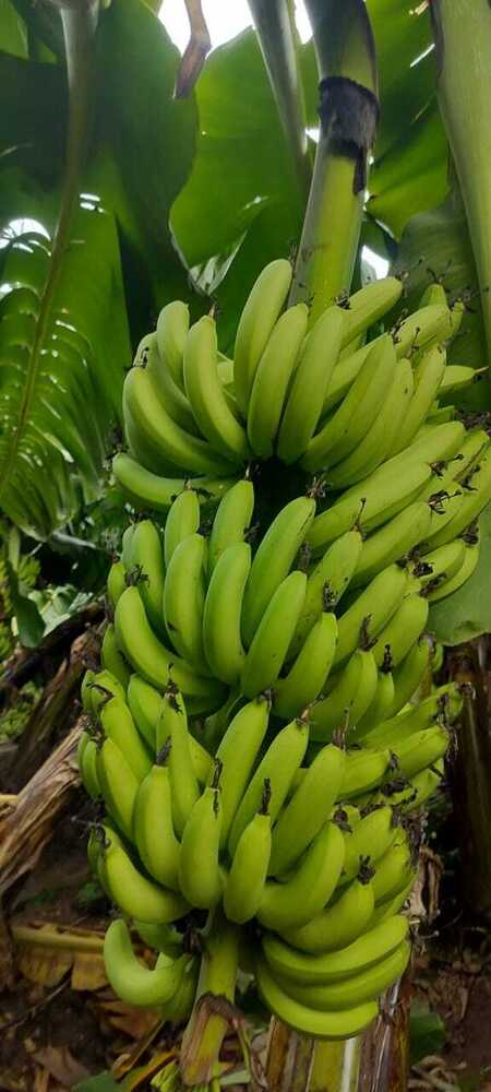 Fresh Green Banana - Cultivation Type: Common