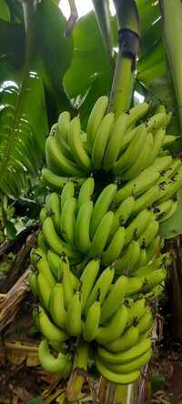Fresh Green Banana
