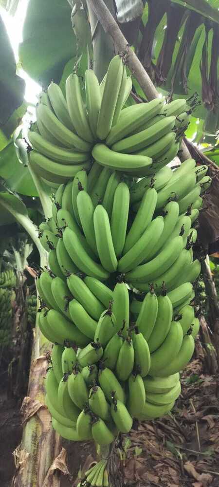 Natural Green Banana - Cultivation Type: Common