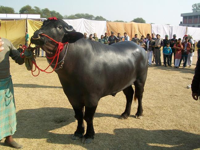 Murrah Bull - Color: Black