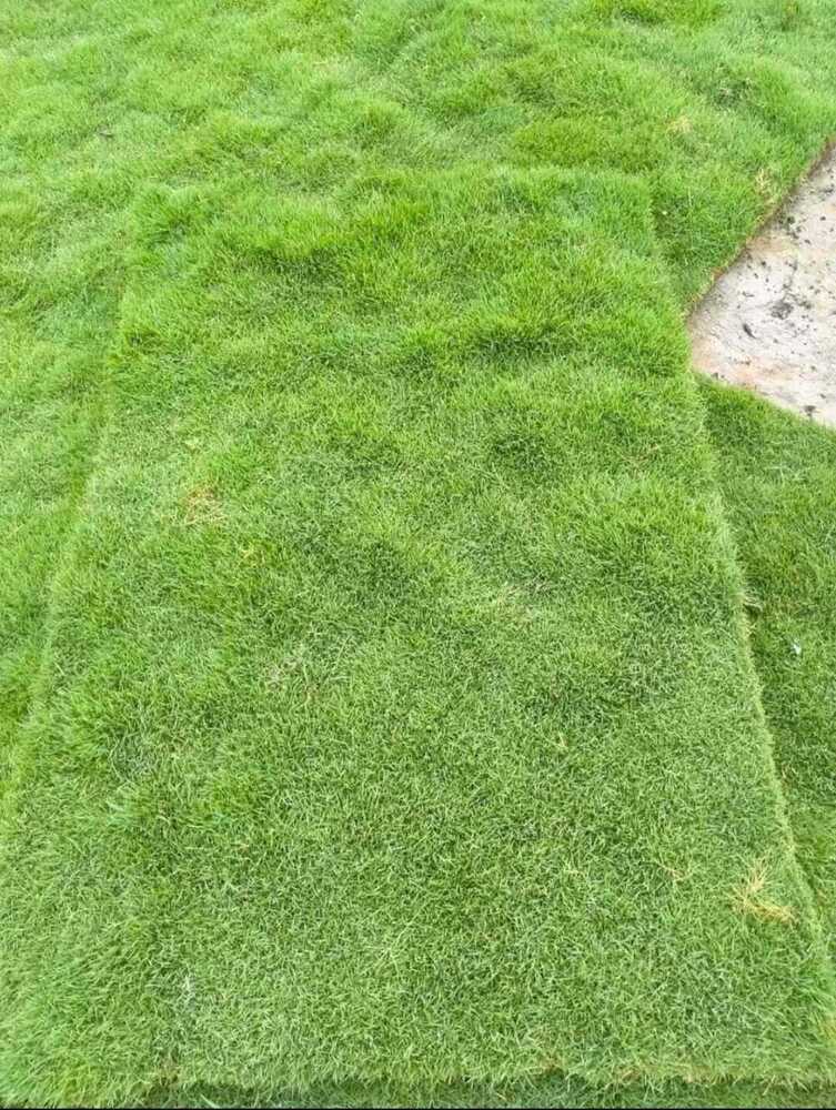 Lawn Grass - Color: Green