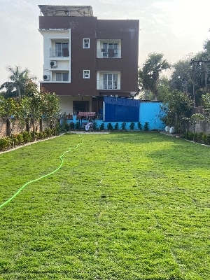 Natural Carpet Grass