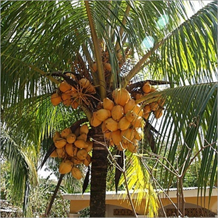 नारियल का पेड़