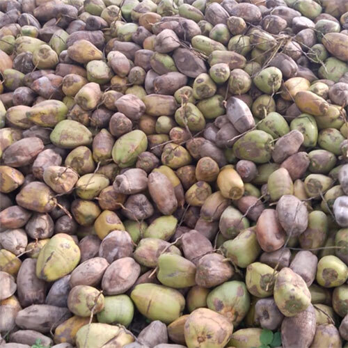 Pure Coconuts - Color: Brown