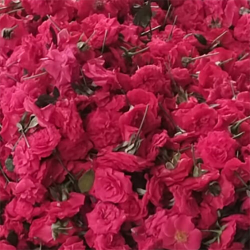 Paneer Rose - Color: Red