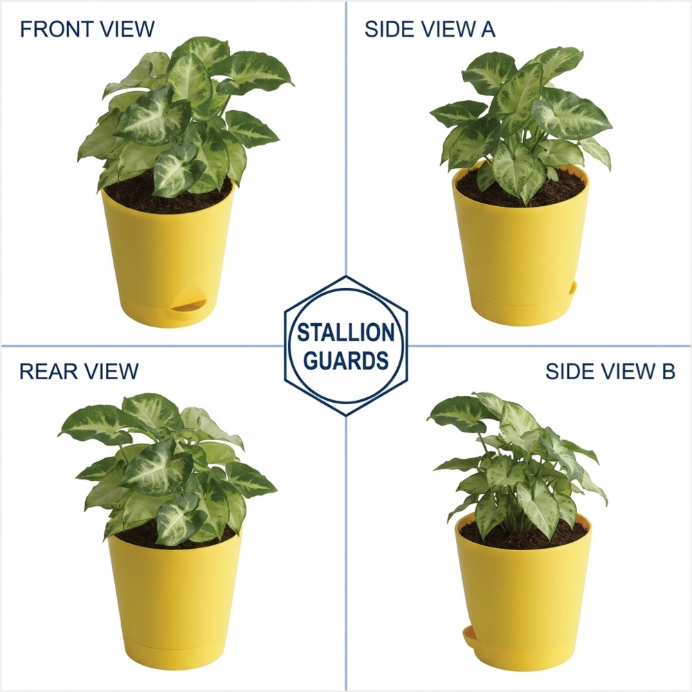 Syngonium Indoor Plant - Breed: Hybrid Cultivar
