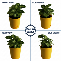 Syngonium Indoor Plant - Breed: Hybrid Cultivar