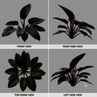 Philodendron Red Congo Plant - Breed: Hybrid Cultivar