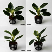Philodendron B-irkin Plant - Breed: Hybrid Cultivar