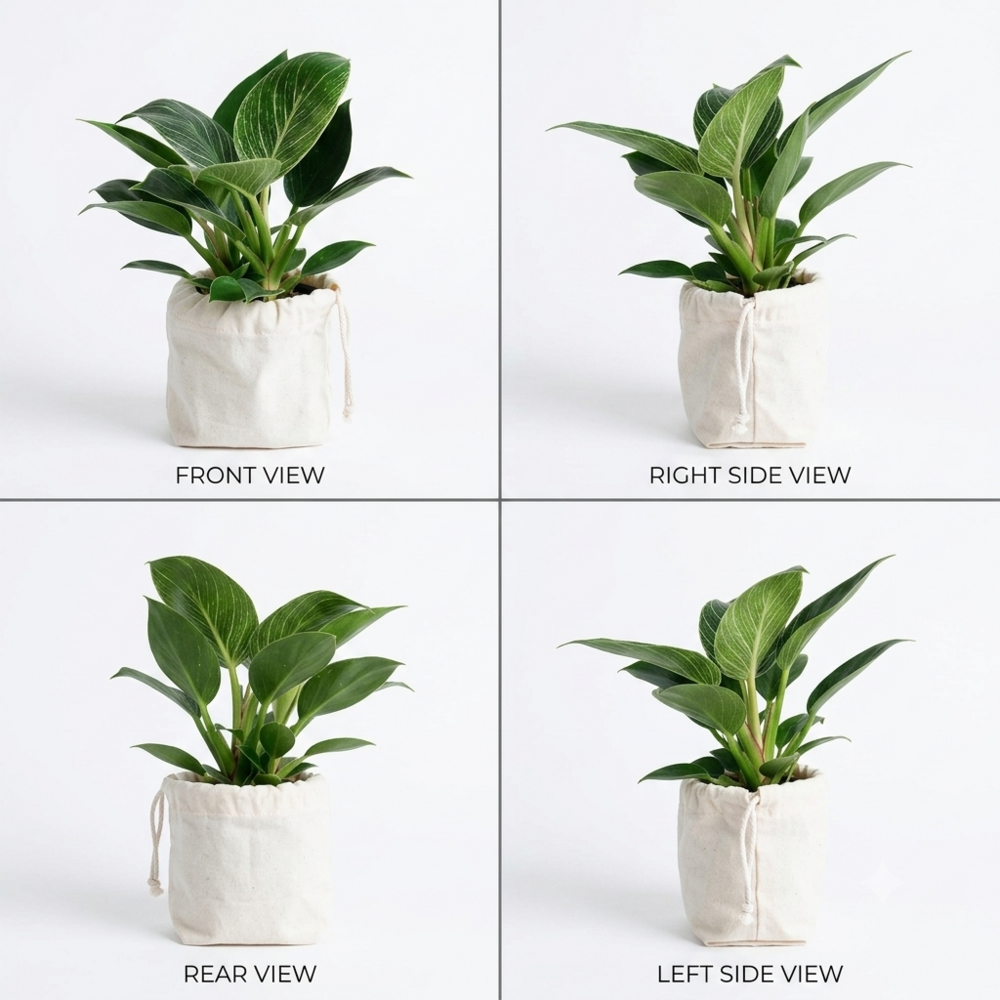 Philodendron Indoor Plant - Breed: Hybrid Cultivar