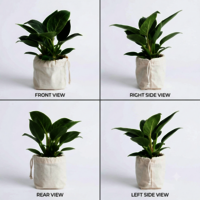 Philodendron Indoor Plant - Breed: Hybrid Cultivar