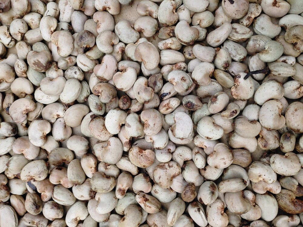 Raw Cashew Nuts In Shell Ivc - Cultivation Type: Organic