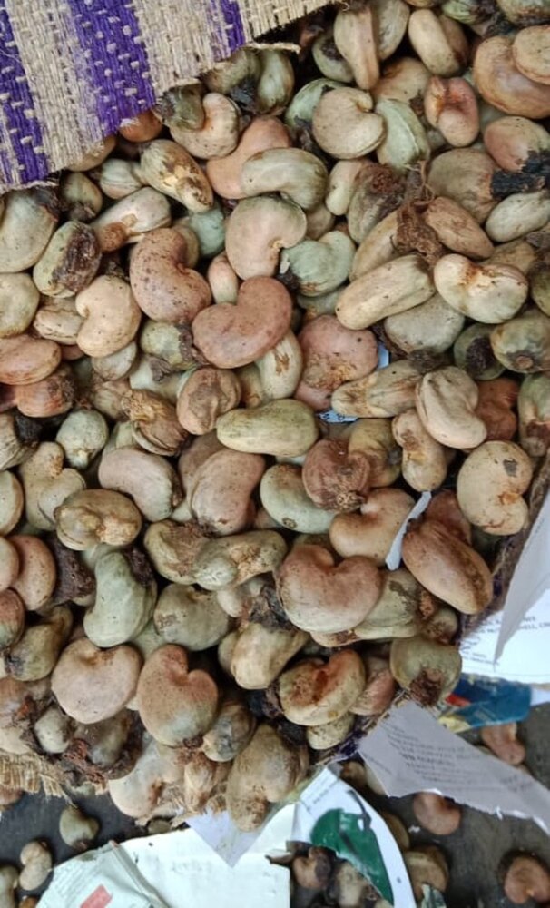 Raw Cashew Nuts In Shell Ivc - Cultivation Type: Organic