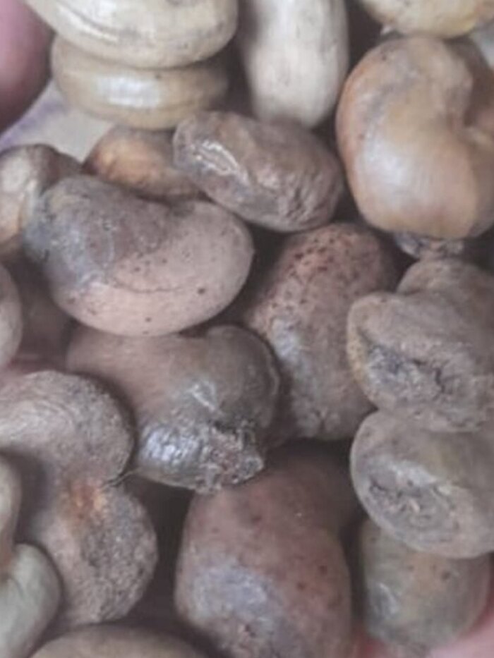 Gambia Raw Cashew Nut