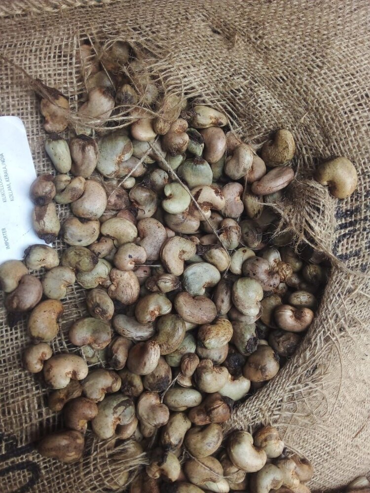 Gambia Raw Cashew Nut