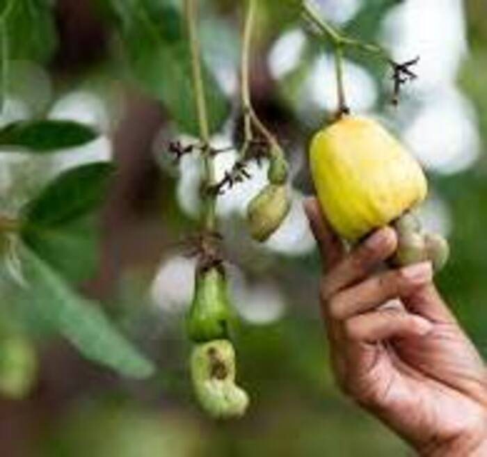 Gambia Raw Cashew Nut