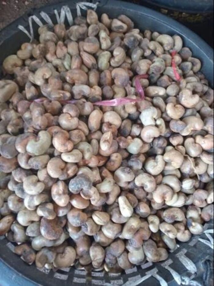 Dried Raw Cashew Nut