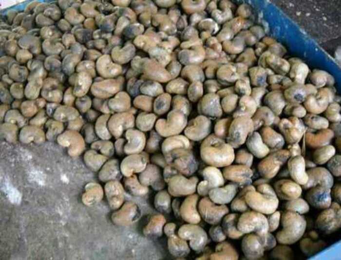 Dried Raw Cashew Nut