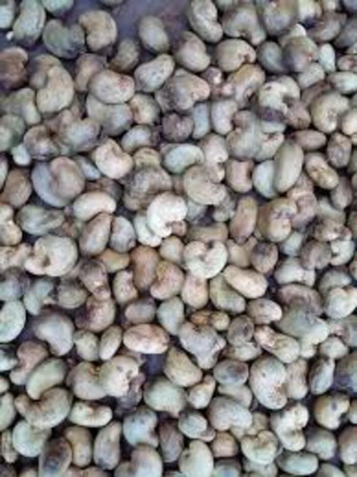 Conakry Raw Cashew Nut - Cultivation Type: Organic