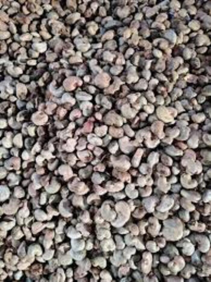 Conakry Raw Cashew Nut
