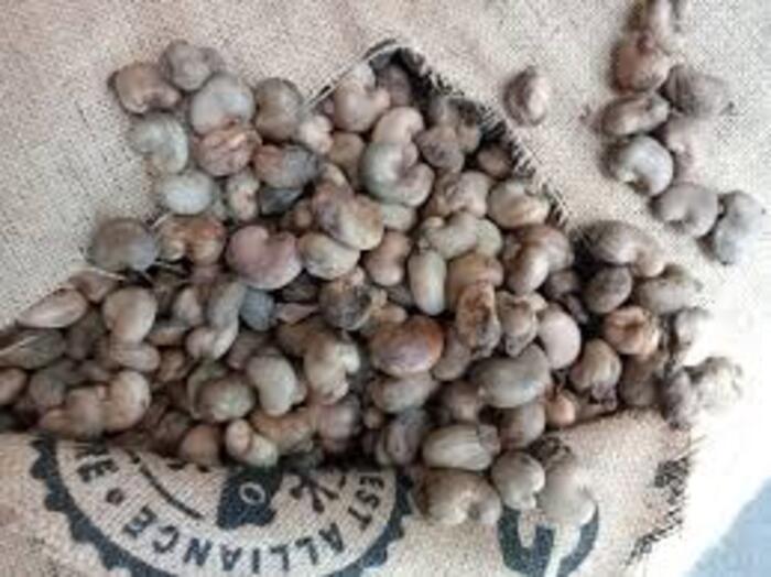 Conakry Raw Cashew Nut - Cultivation Type: Organic