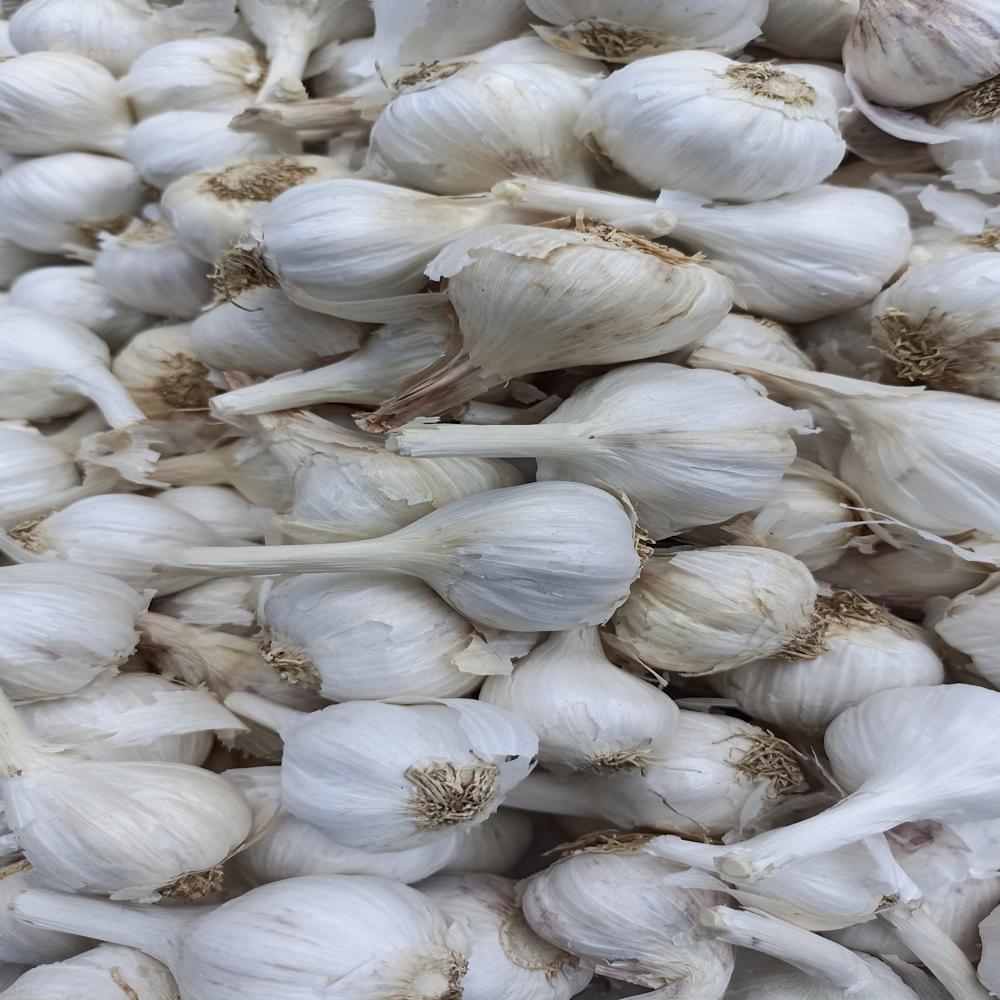 Fresh White Garlic