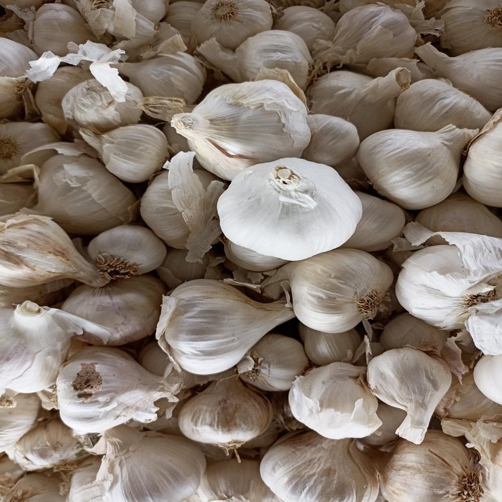 Fresh White Garlic