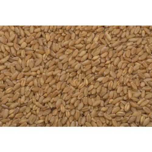 Sortex Wheat