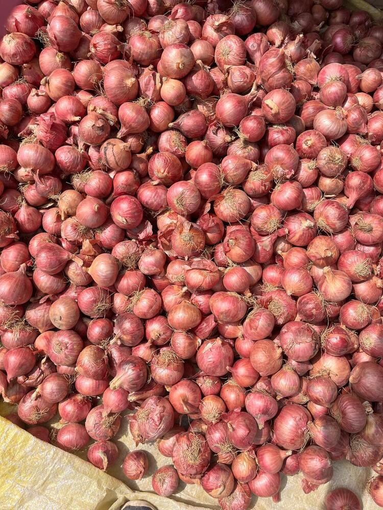 Red Small Onion - Cultivation Type: Organic
