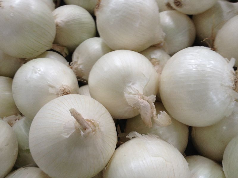 White Onion - Cultivation Type: Organic
